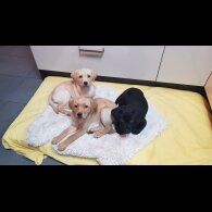 Labrador Retriever - Both