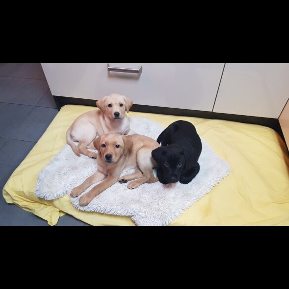 Labrador Retriever - Both