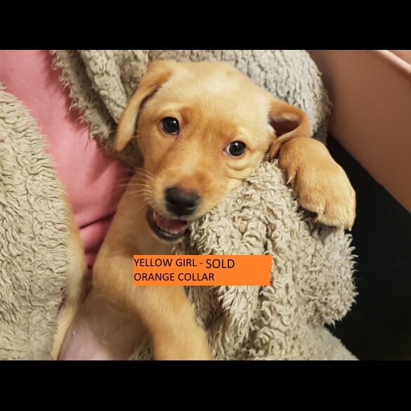 Labrador Retriever - Both