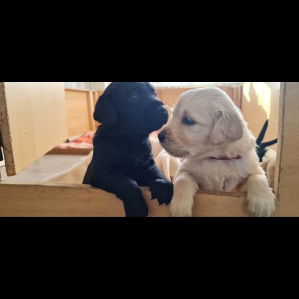 Labrador Retriever - Both