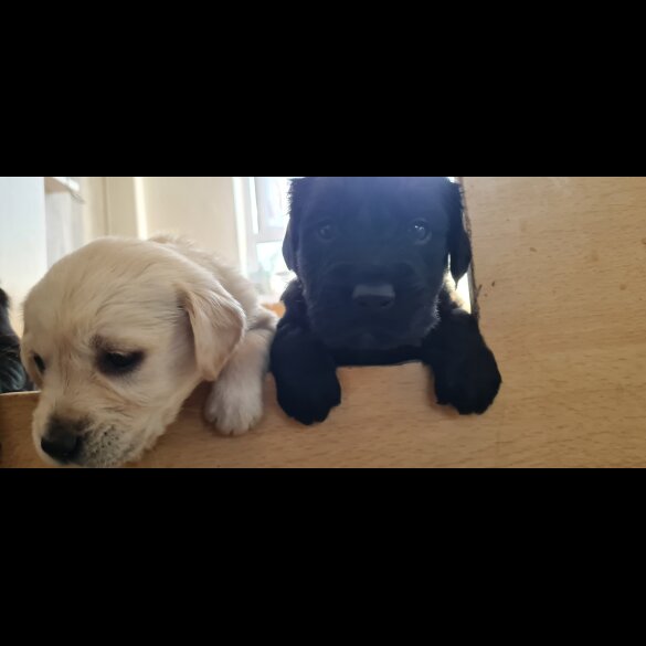 Labrador Retriever - Both