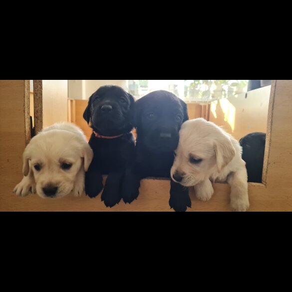 Labrador Retriever - Both