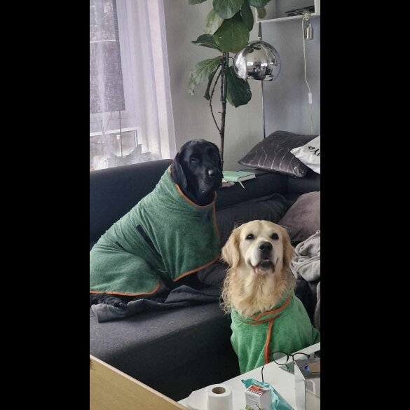 Labrador Retriever - Both