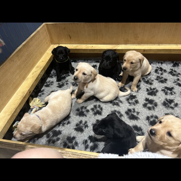 Labrador Retriever - Both