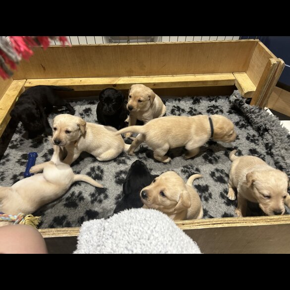 Labrador Retriever - Both