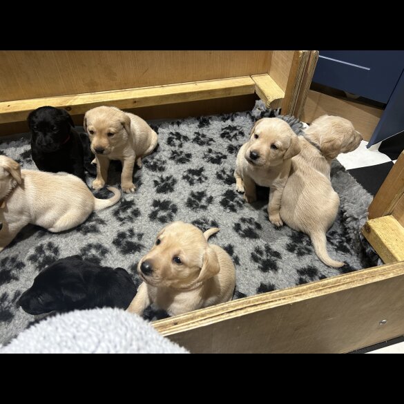 Labrador Retriever - Both