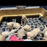 Labrador Retriever - Both