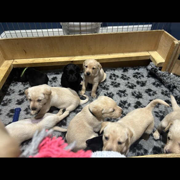 Labrador Retriever - Both