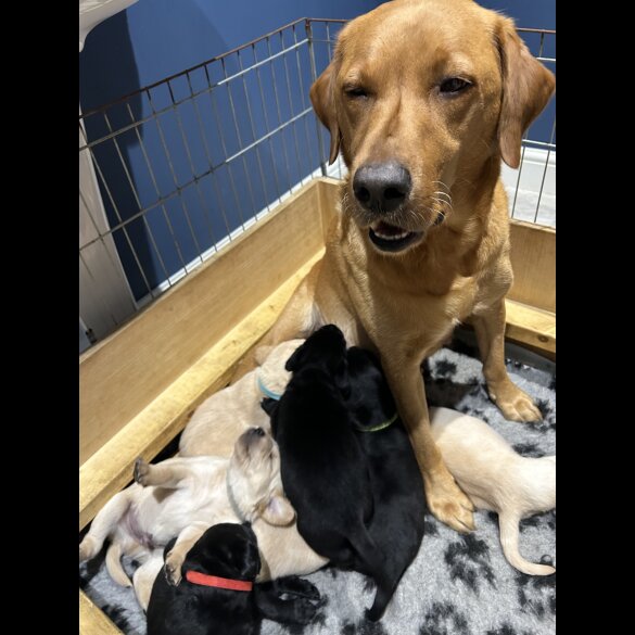 Labrador Retriever - Both