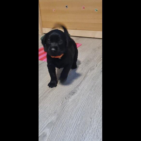 Labrador Retriever - Both