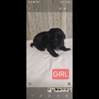 Labrador Retriever - Both