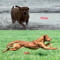 Labrador Retriever - Both