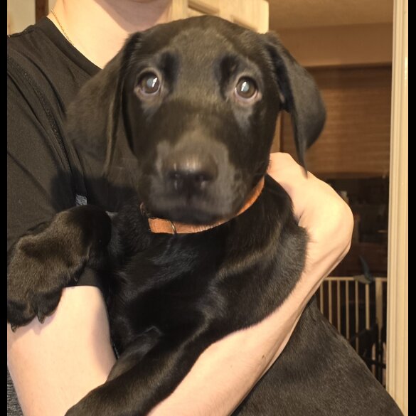 Labrador Retriever - Both