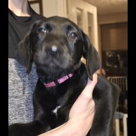 Labrador Retriever - Both