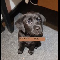 Labrador Retriever - Both