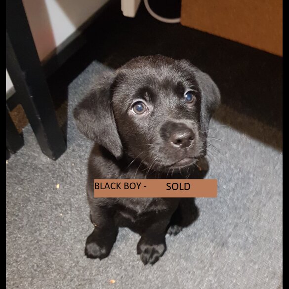Labrador Retriever - Both