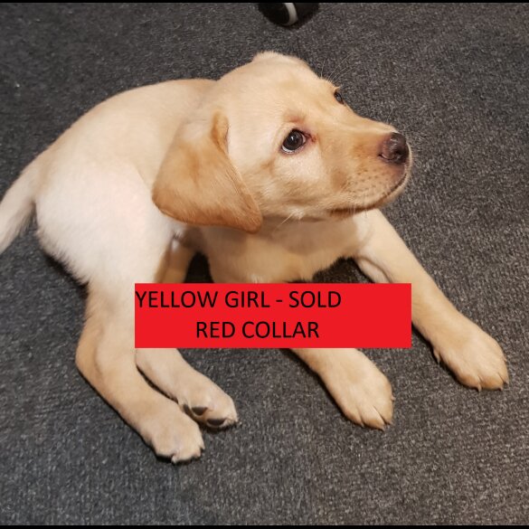 Labrador Retriever - Both