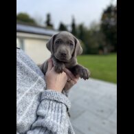 Labrador Retriever - Both