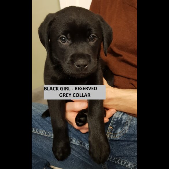 Labrador Retriever - Both