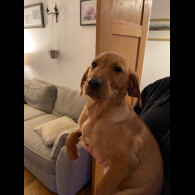 Labrador Retriever - Both