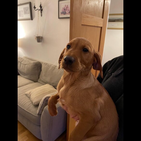 Labrador Retriever - Both