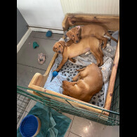 Labrador Retriever - Both