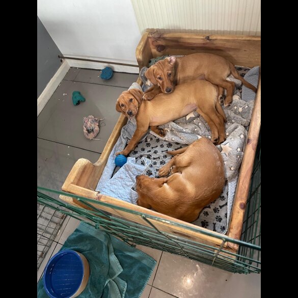 Labrador Retriever - Both
