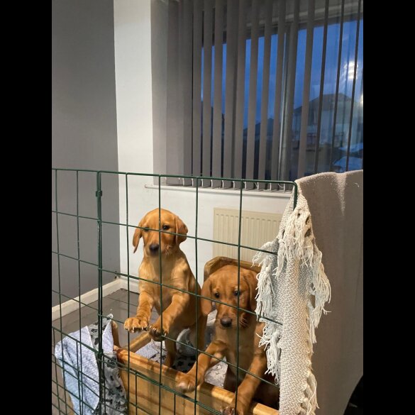 Labrador Retriever - Both
