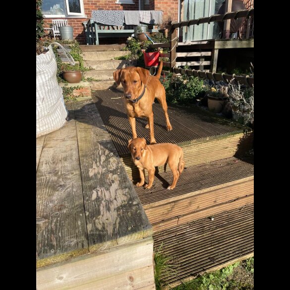 Labrador Retriever - Both