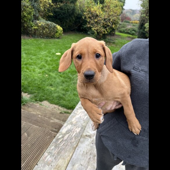 Labrador Retriever - Both