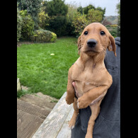 Labrador Retriever - Both