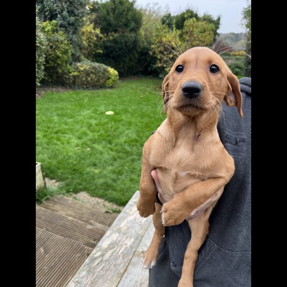 Labrador Retriever - Both