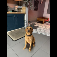 Labrador Retriever - Both