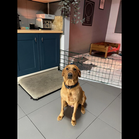 Labrador Retriever - Both