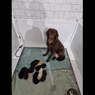 Labrador Retriever - Both
