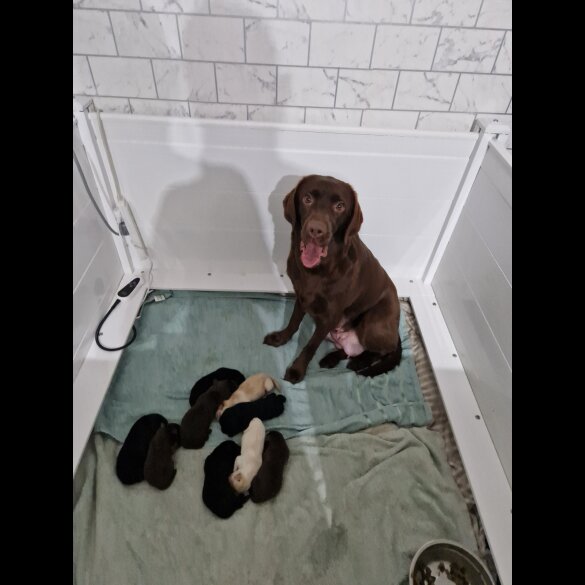 Labrador Retriever - Both