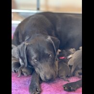 Labrador Retriever - Both