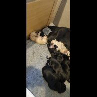 Labrador Retriever - Both