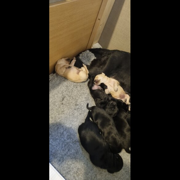 Labrador Retriever - Both