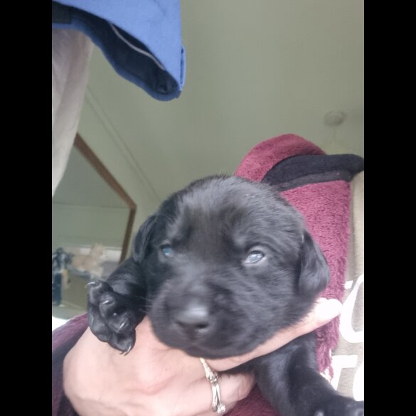 Labrador Retriever - Both