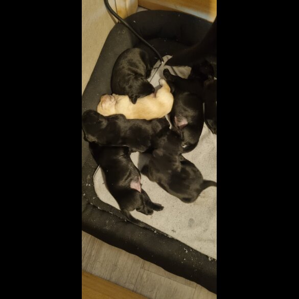 Labrador Retriever - Both