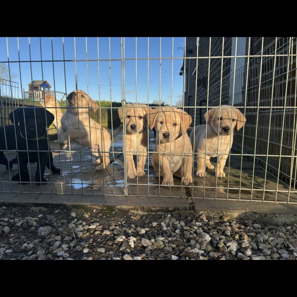 Labrador Retriever - Both