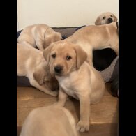 Labrador Retriever - Both
