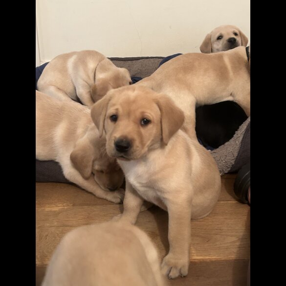 Labrador Retriever - Both