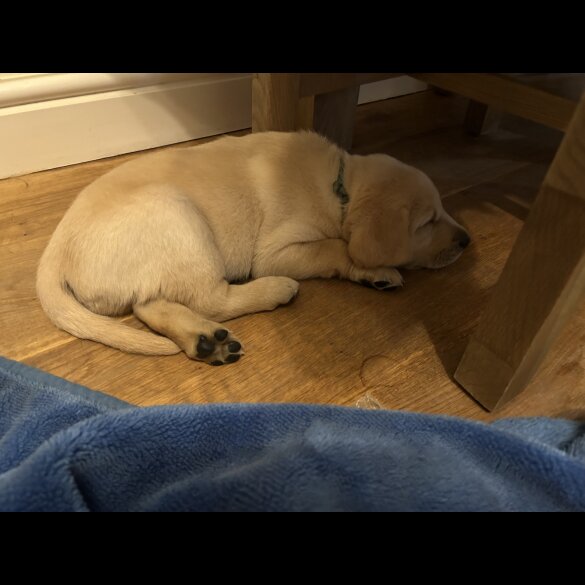 Labrador Retriever - Both