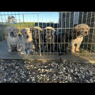 Labrador Retriever - Both