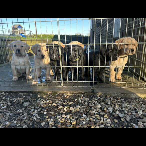Labrador Retriever - Both