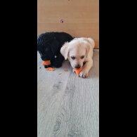Labrador Retriever - Both