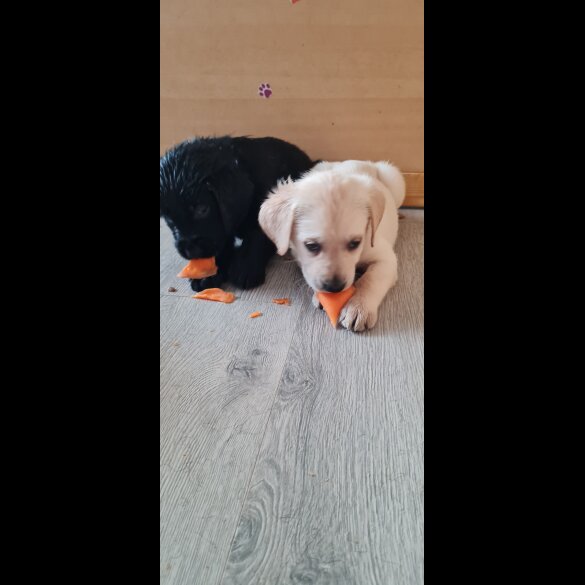 Labrador Retriever - Both