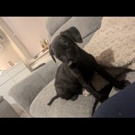 Labrador Retriever - Both